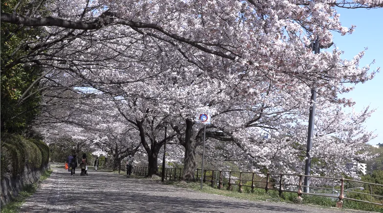 Fig. 4 利用映像(IBEX素材 桜並木)のサンプル